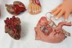 Ultimate Halloween Horror: Realistic Gory Body Parts & Organs - Image 3